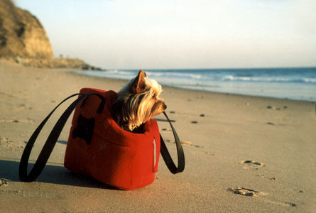 https://images.2carpros.com/forum/automotive_pictures/228950_smallrox_redbag_on_beach_1.jpg